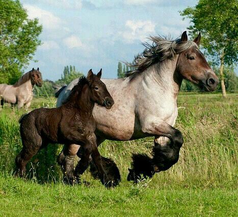 Ardennais Foals